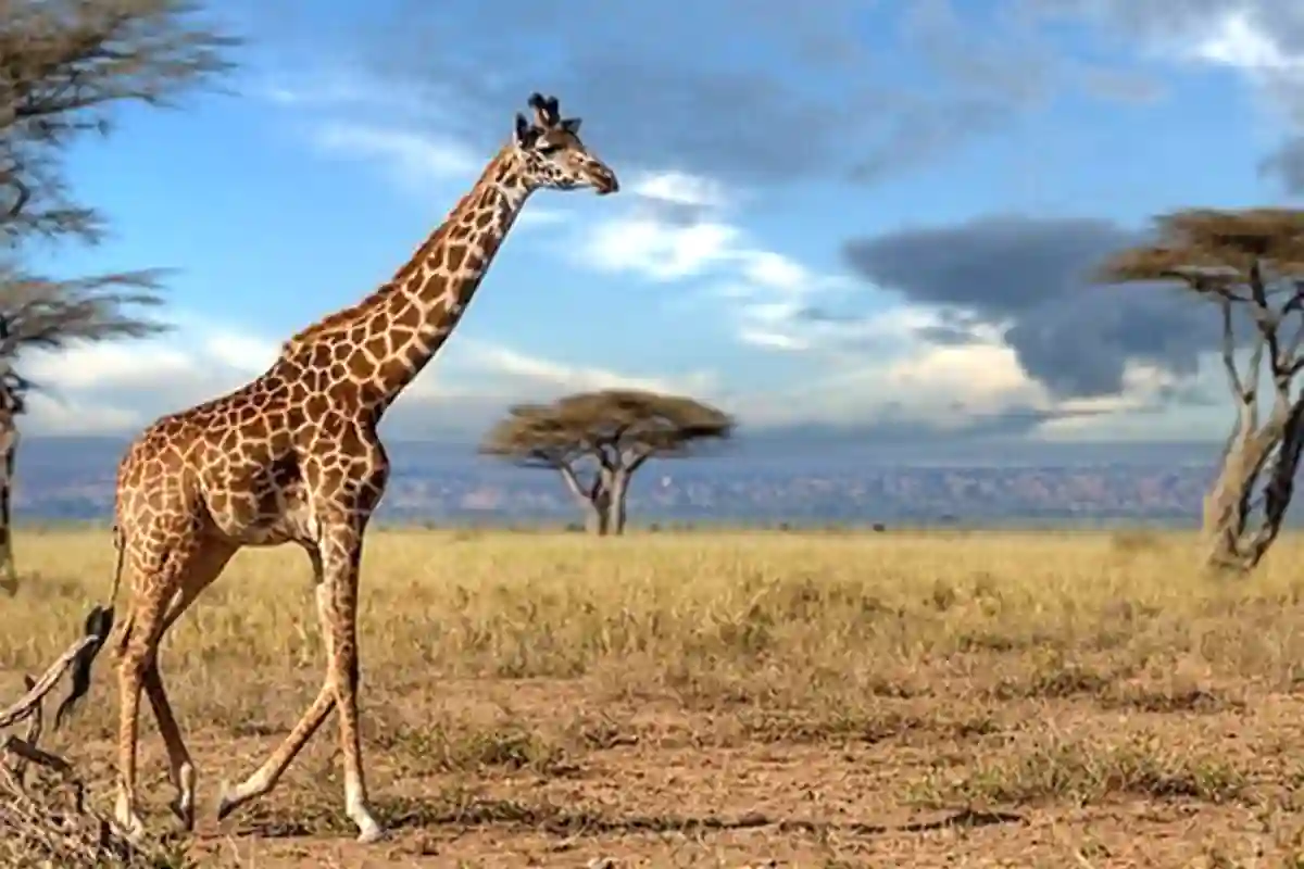 4 Days Tarangire Serengeti Ngorongoro Safari from Zanzibar | Beach & Bush - 4 Days / 3 Nights