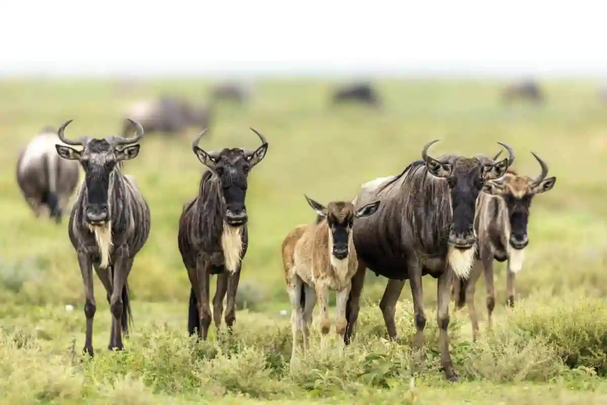 4 Days Serengeti Great Migration Safari 2026-2027 - 4 Day Great Migration Safari 2026