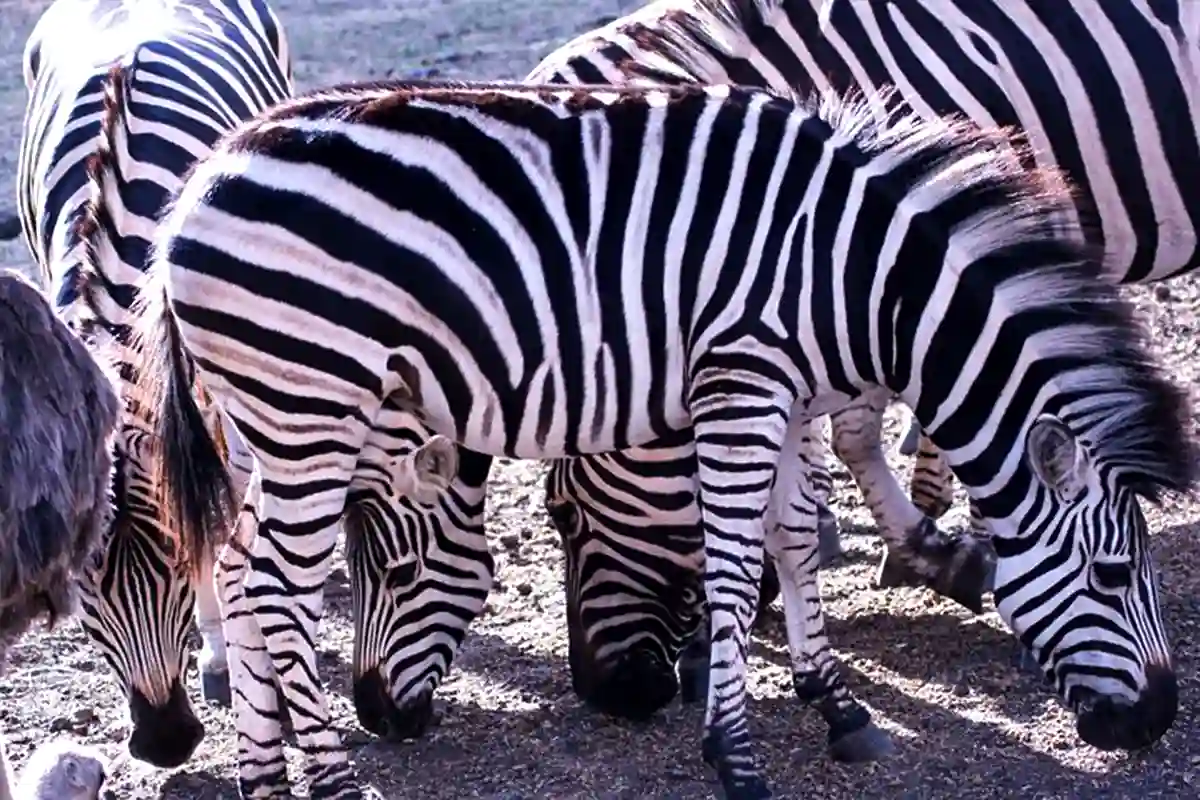 4 Days Serengeti & Ngorongoro Joining Safari | Group Safari Tanzania - 4 Days / 3 Nights