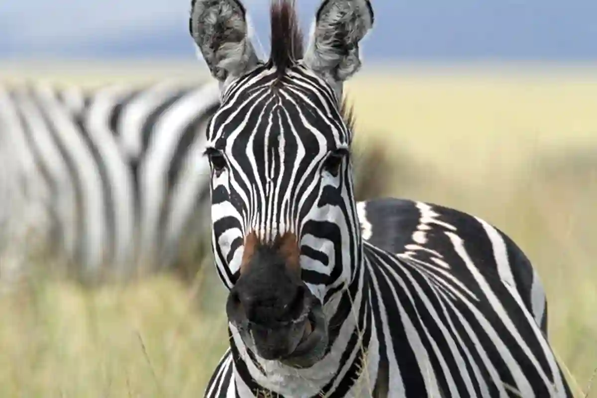 4 Days Shared Joining Safari from Arusha Town | Affordable Group Safari - 4 Days / 3 Nights