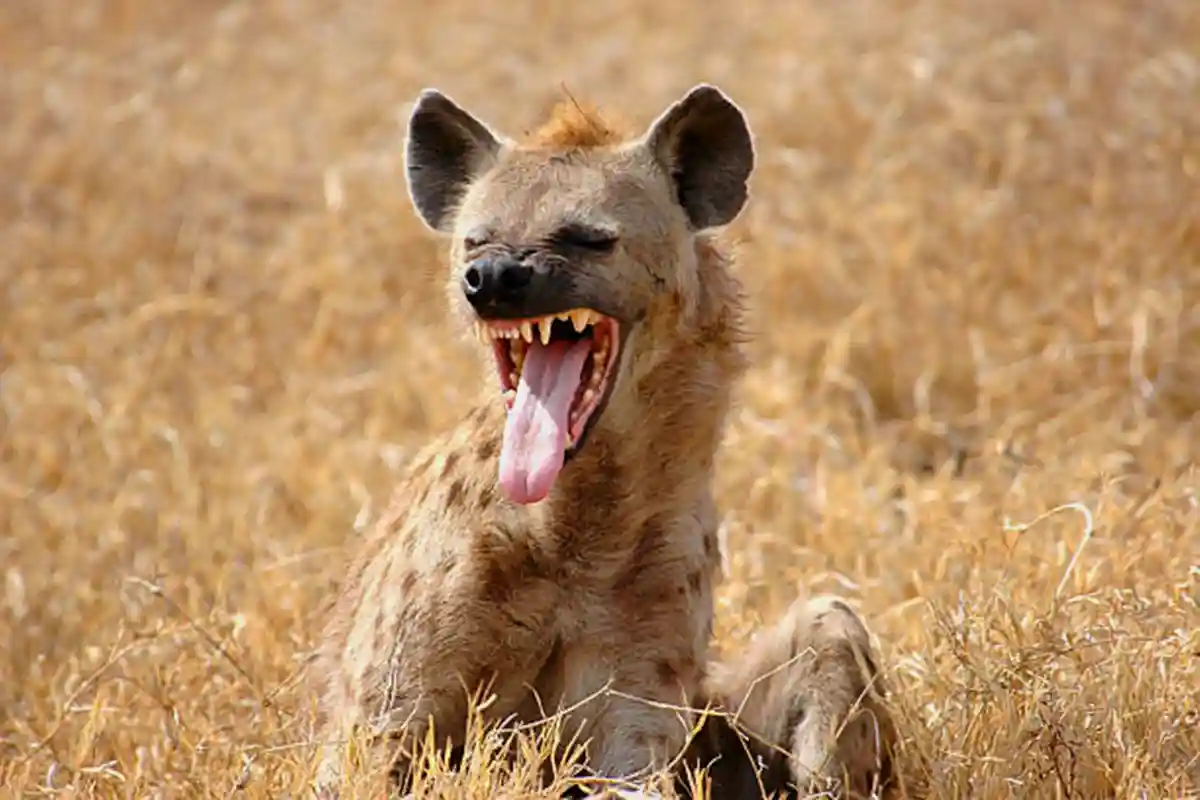 4 Days Tanzania Lodge Safari