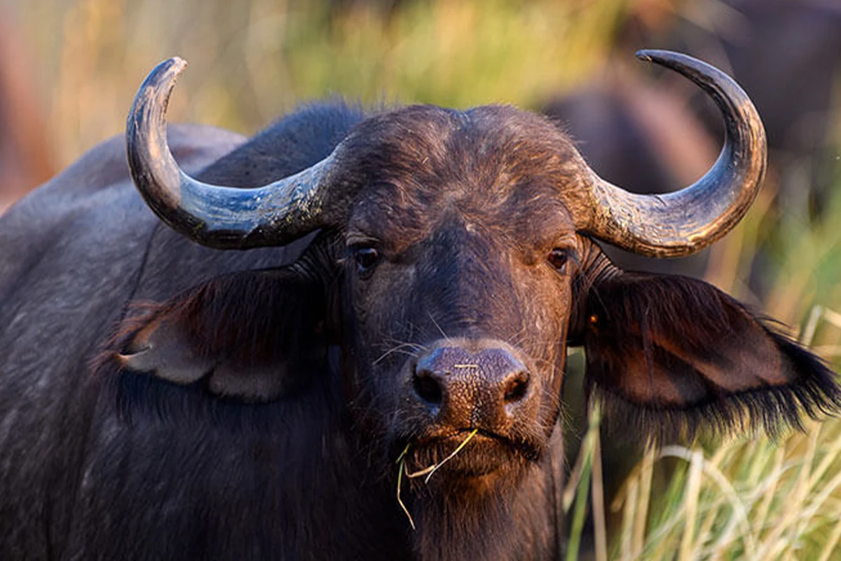 Explore 4 Days Tanzania Wildlife Safari Tour & Big Five