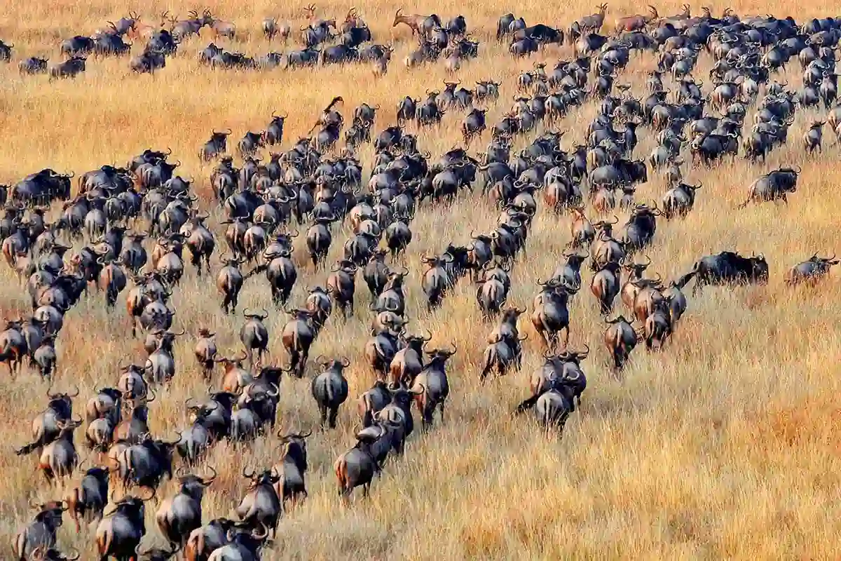 4 Days Ultimate Great Migration Safari from Arusha to Central Serengeti - 4 Day Great Migration Safari 2026