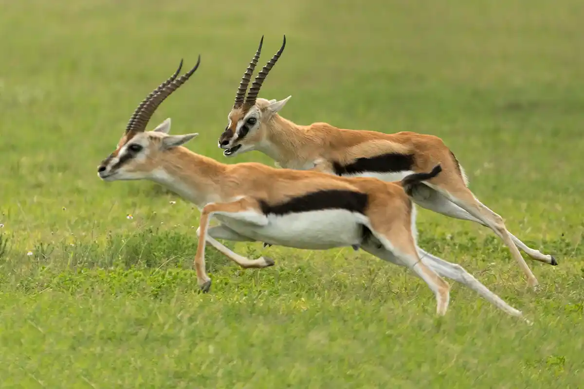 4 Days Wildebeest Migration Adventure Safari - 4 Day Great Migration Safari 2026
