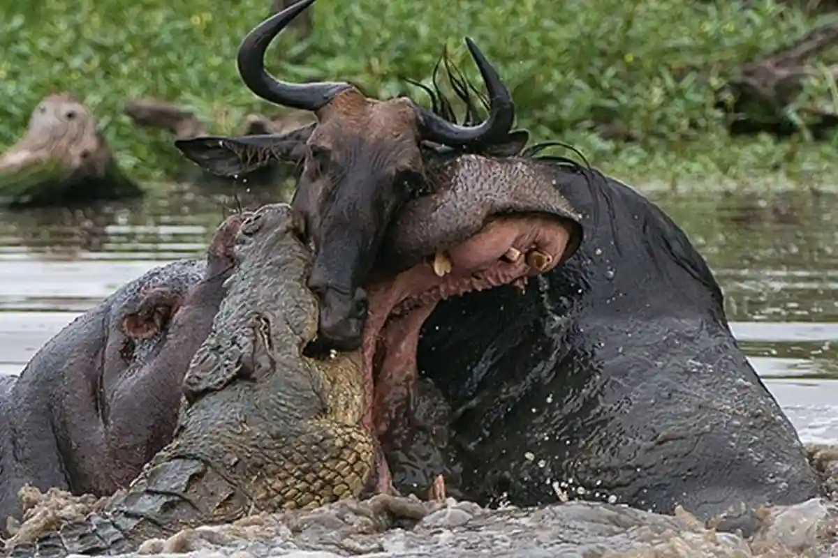 4 Days Wildebeest Migration Luxury Private Safari - 4 Day Great Migration Safari 2026