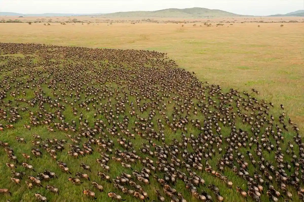 4 Days Wildebeest Migration Safari  2026 - 4 Day Great Migration Safari 2026