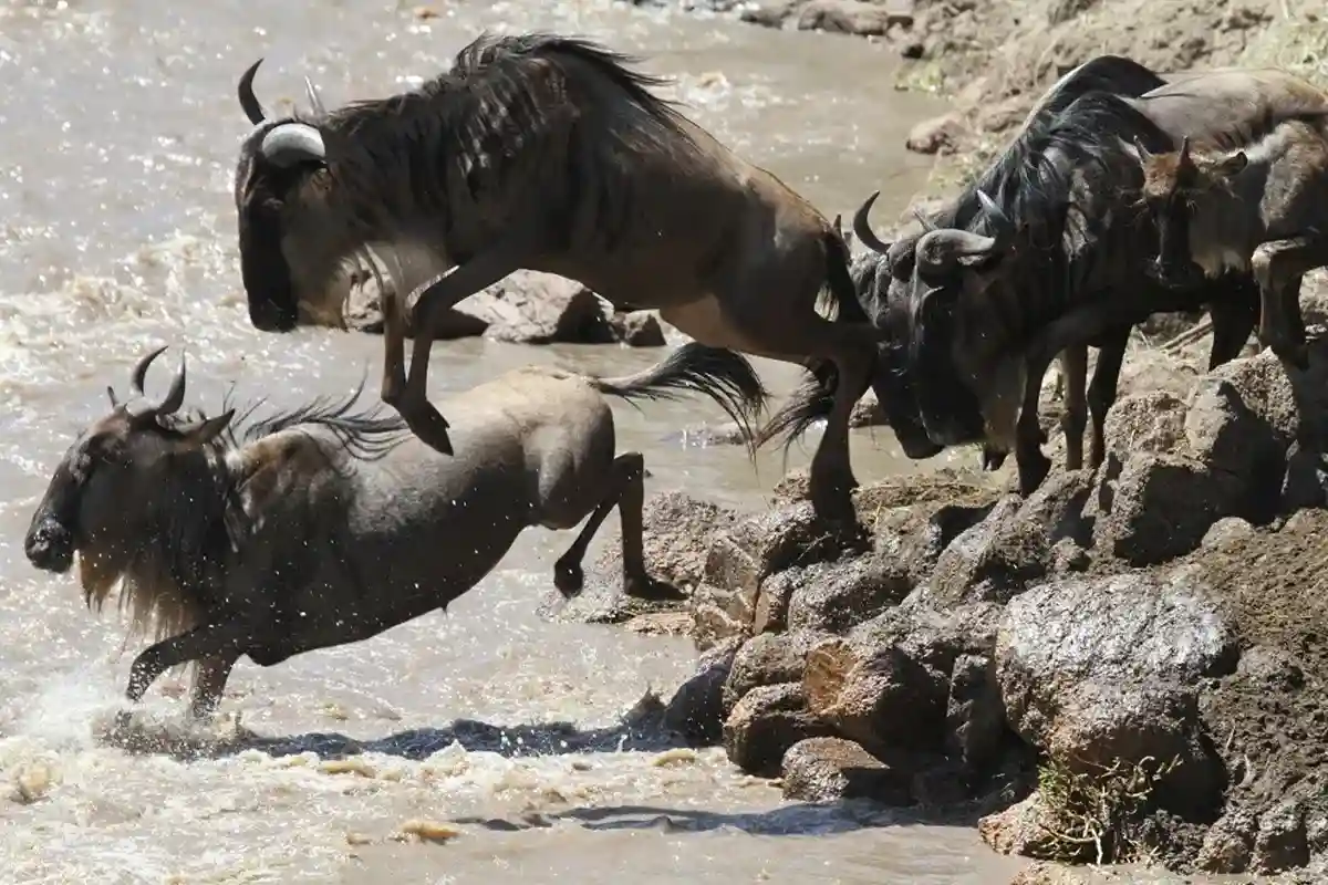 4 Days Wildebeest Migration Safari Serengeti for Honeymooners - 4 Day Tanzania Honeymoon Safari 2026