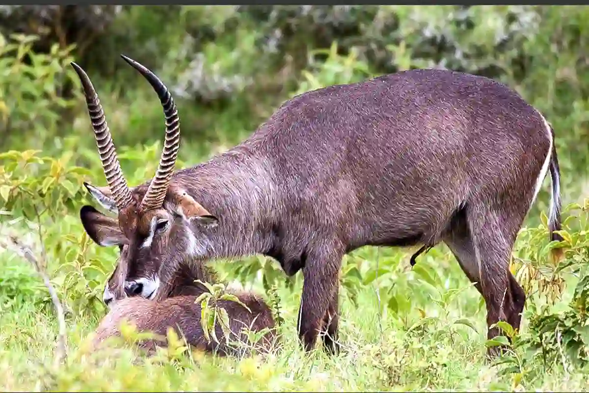 Arusha National Park