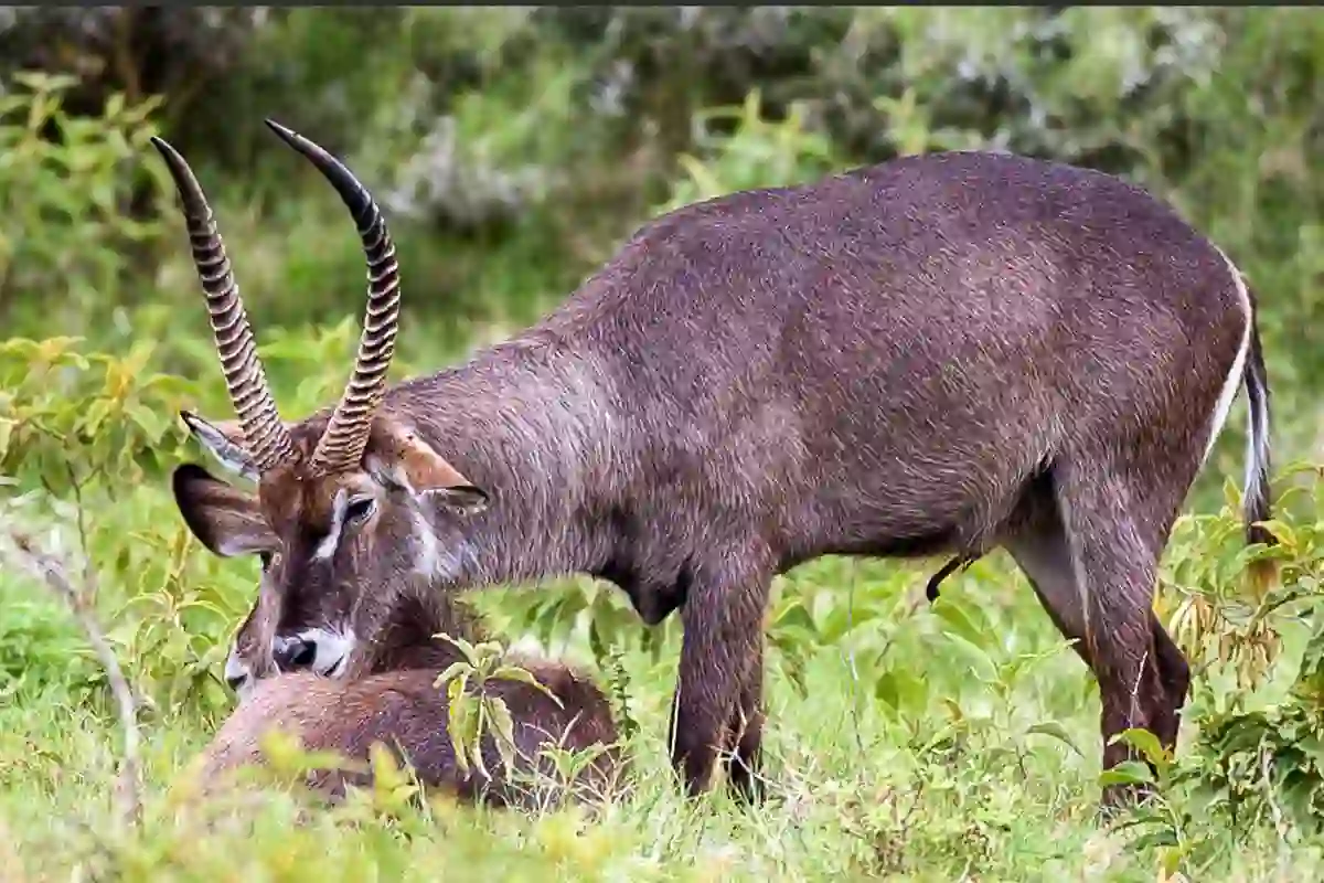 Arusha National Park - Wildlife