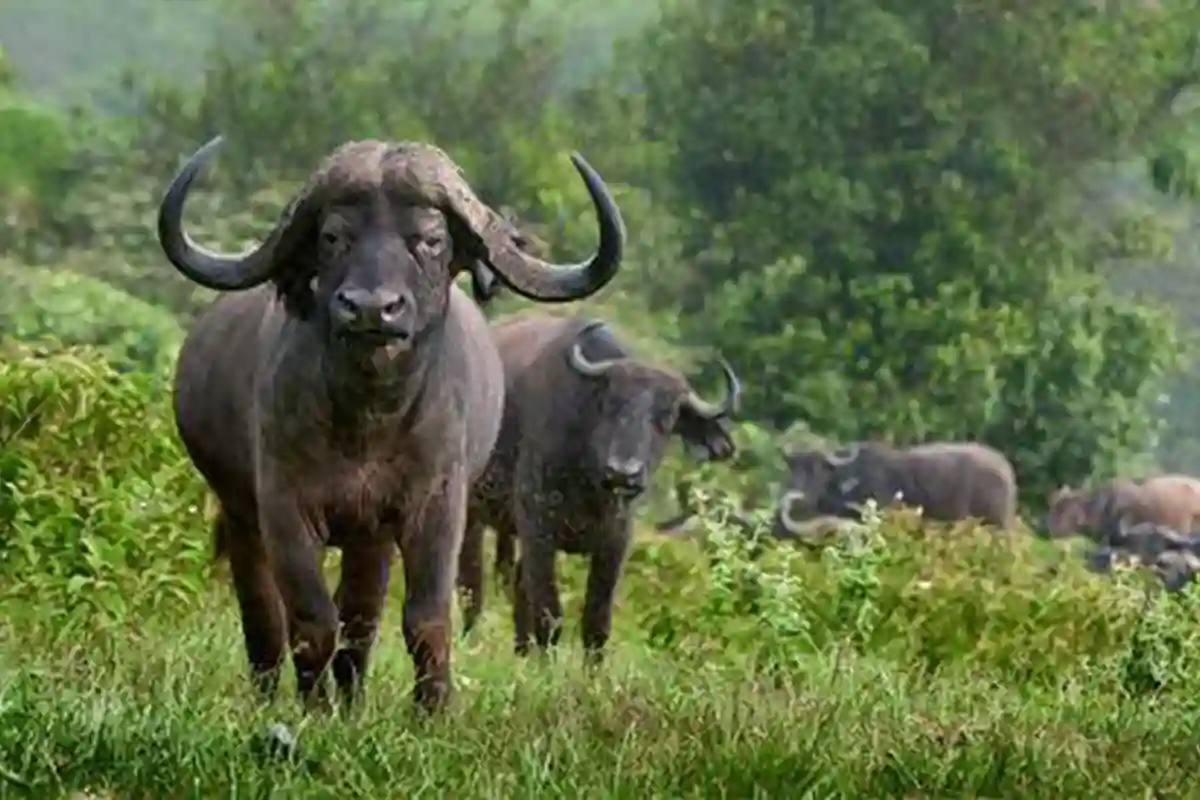 Arusha National Park - Wildlife