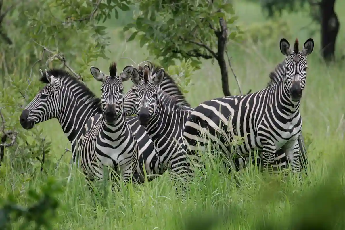 Arusha National Park - Wildlife