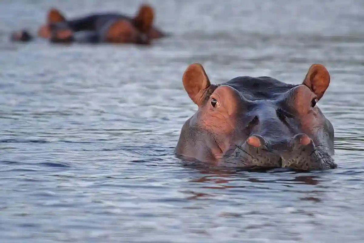 Arusha National Park - Wildlife