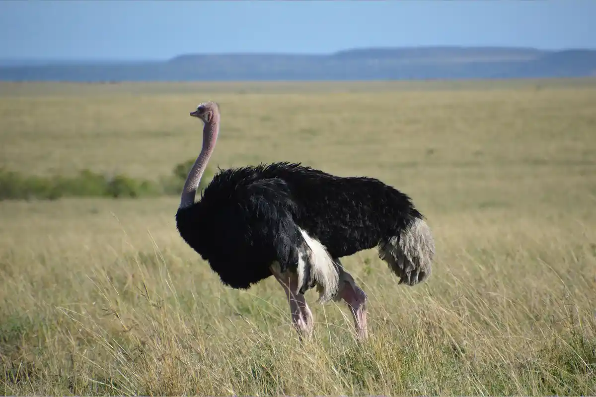 Arusha National Park - Wildlife