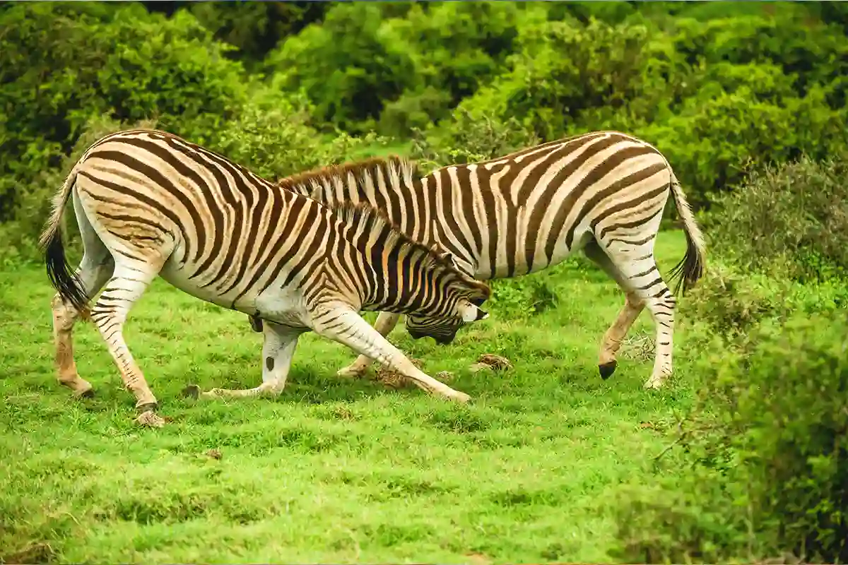 Affordable Budget Private Safari Hero