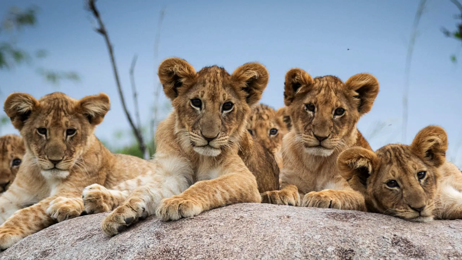 4-Day Family Safari Tanzania