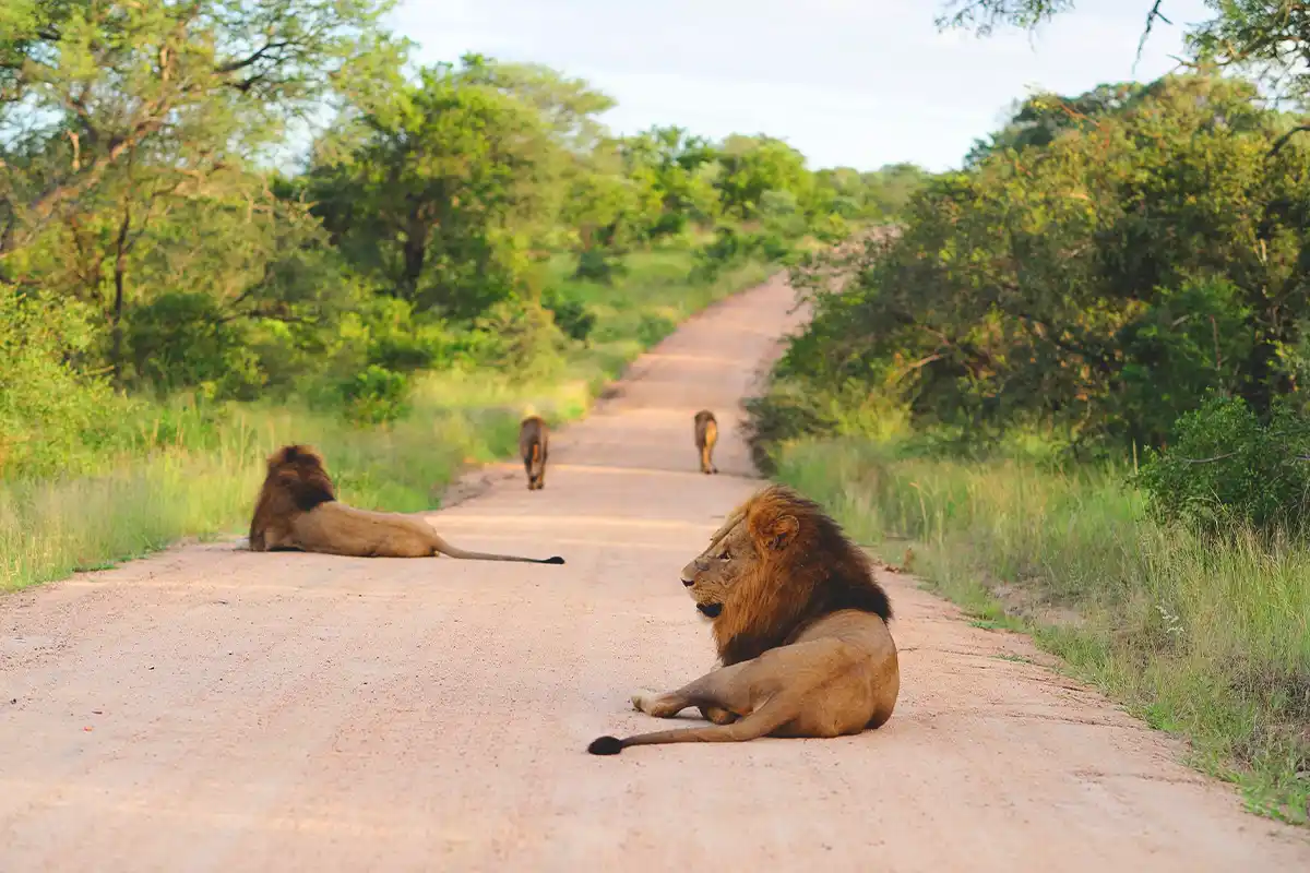 Luxury Safari Serengeti Hero