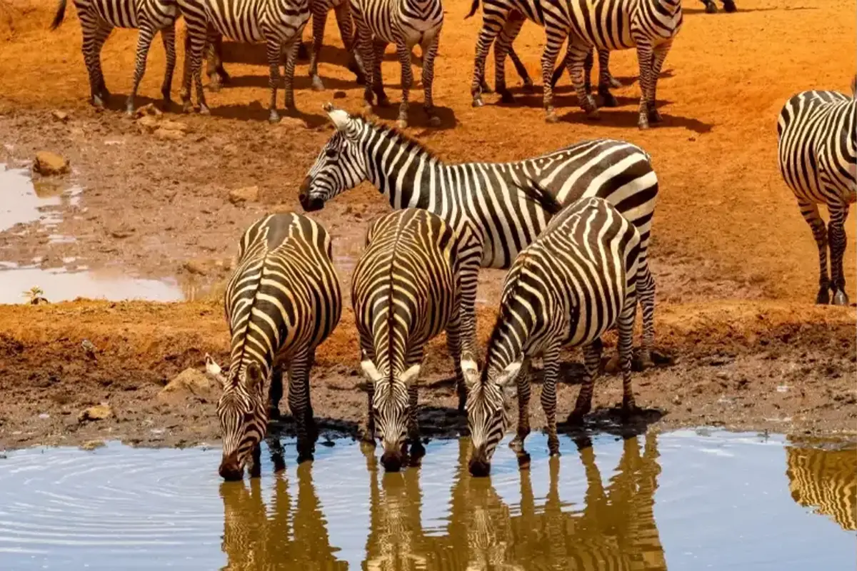 Mid-Range Serengeti Express Safari Hero