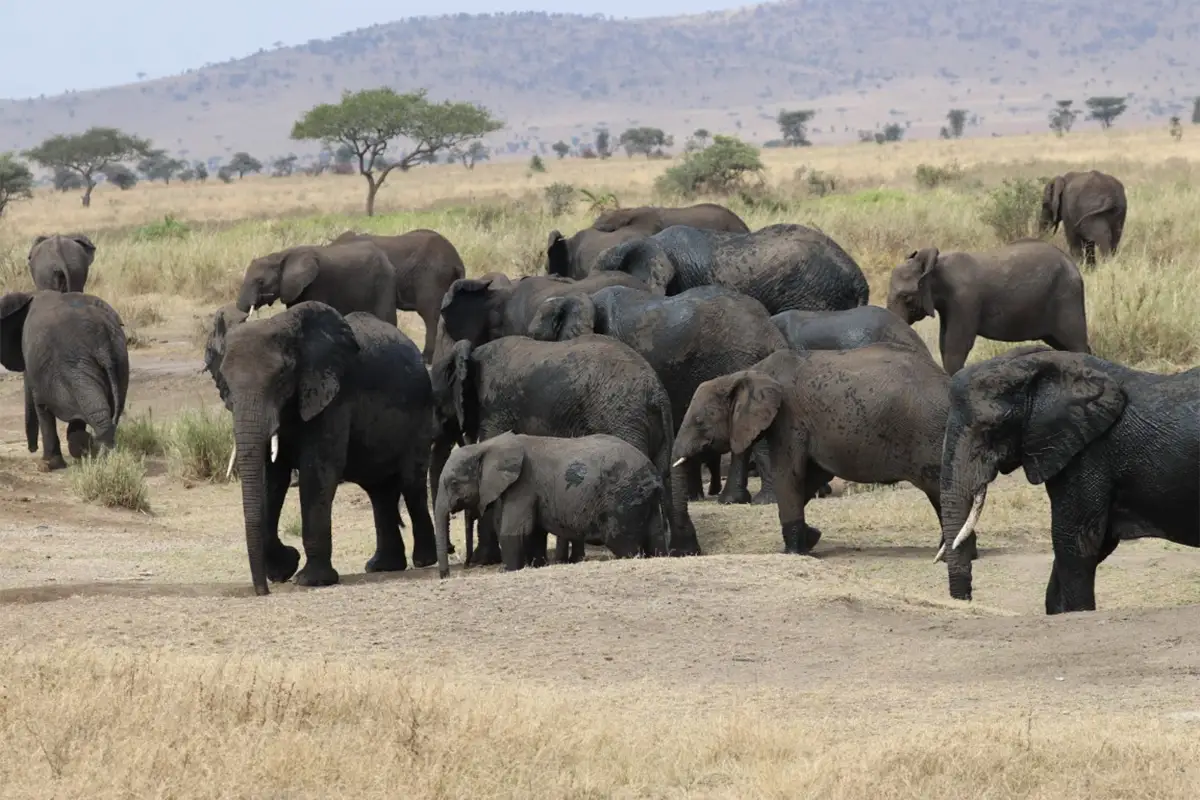 4 Day Tarangire Ngorongoro Mid-Range Safari