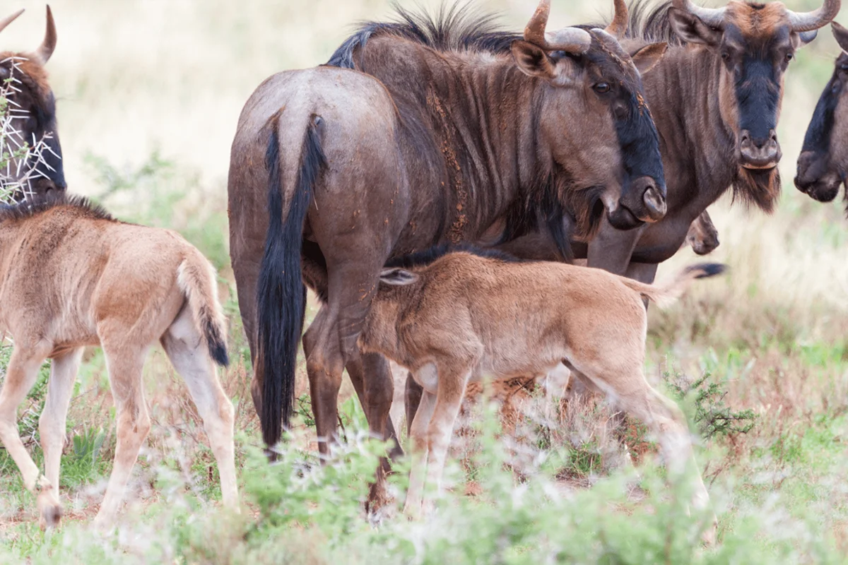 Wildebeest Calving Season Safari Hero