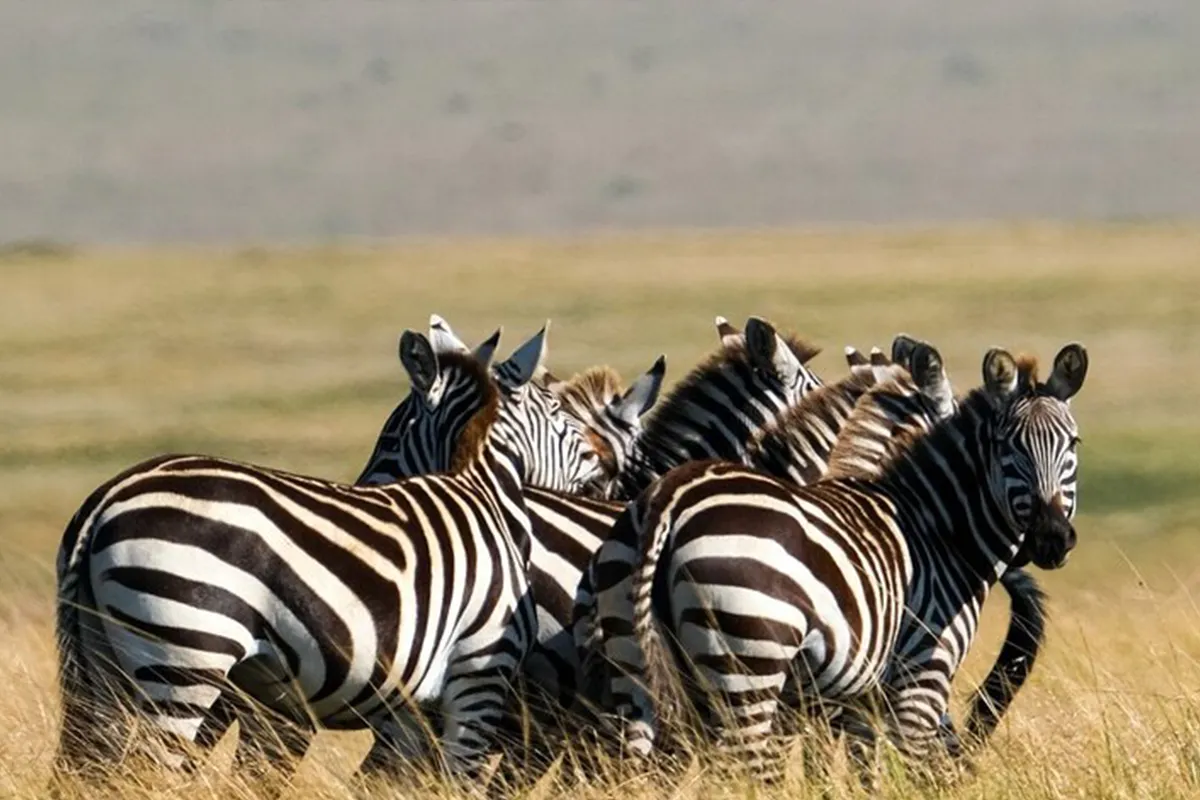 4 Days Best Mid-Range Lodge Joining Safari - Comfortable lodge accommodations