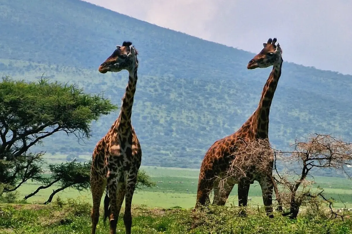 4 Days Big Five Joining Safari Tanzania - Lions in Serengeti