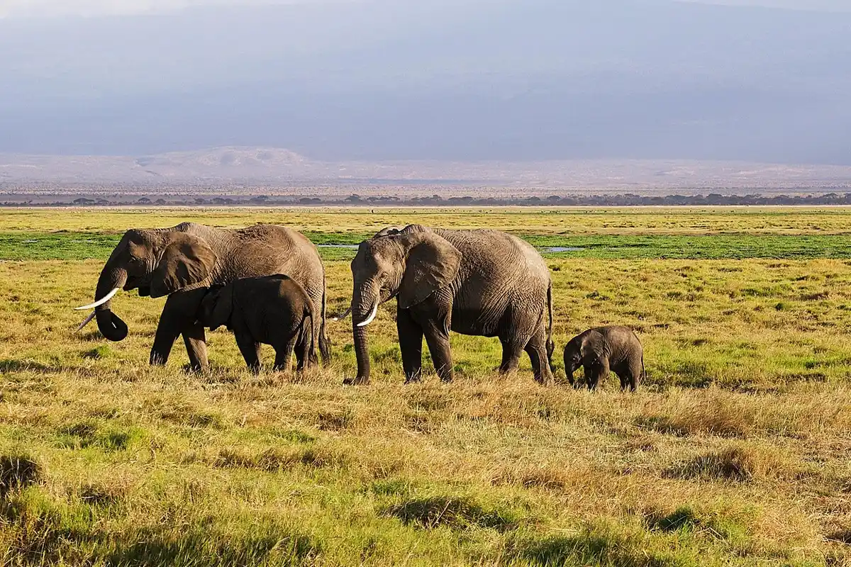 Big Five Safari Hero