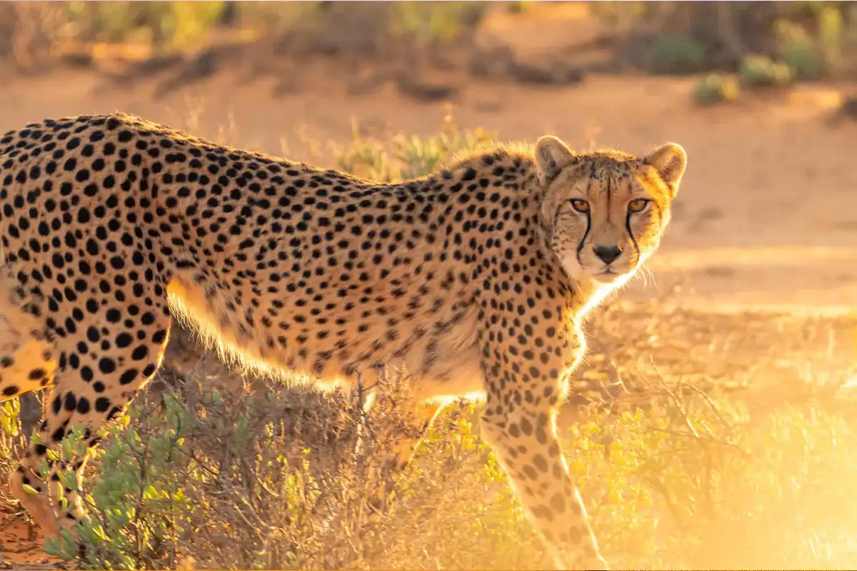 Budget Family Safari Starting Arusha - Affordable Tanzania Family Adventure