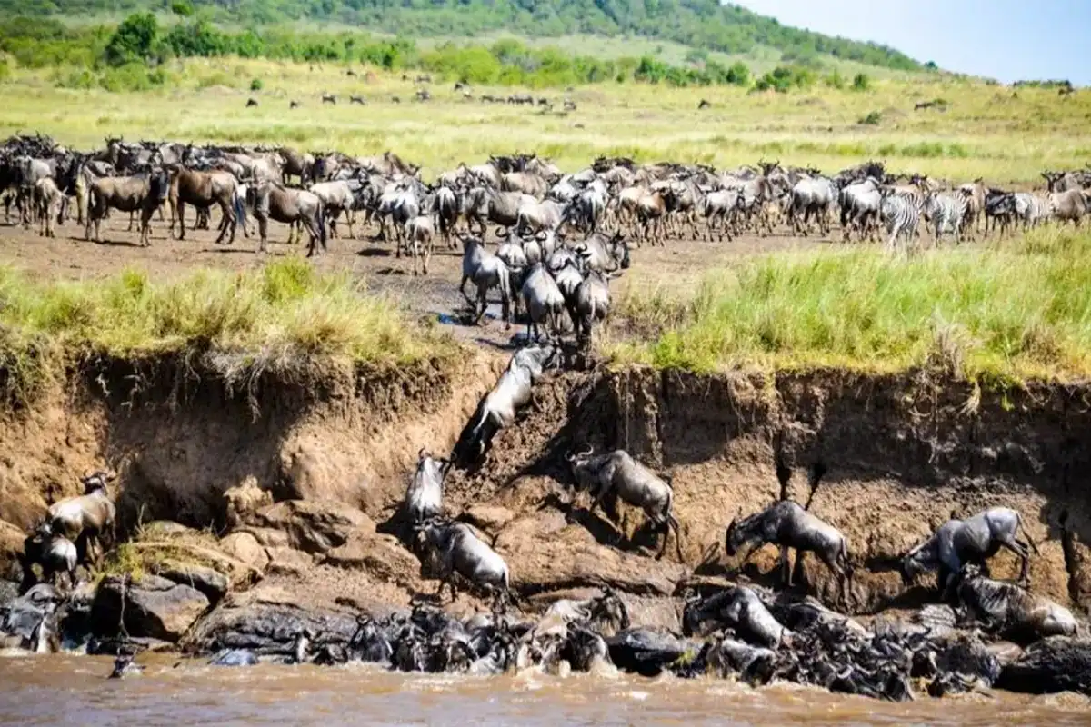 Budget Great Migration Safari Hero