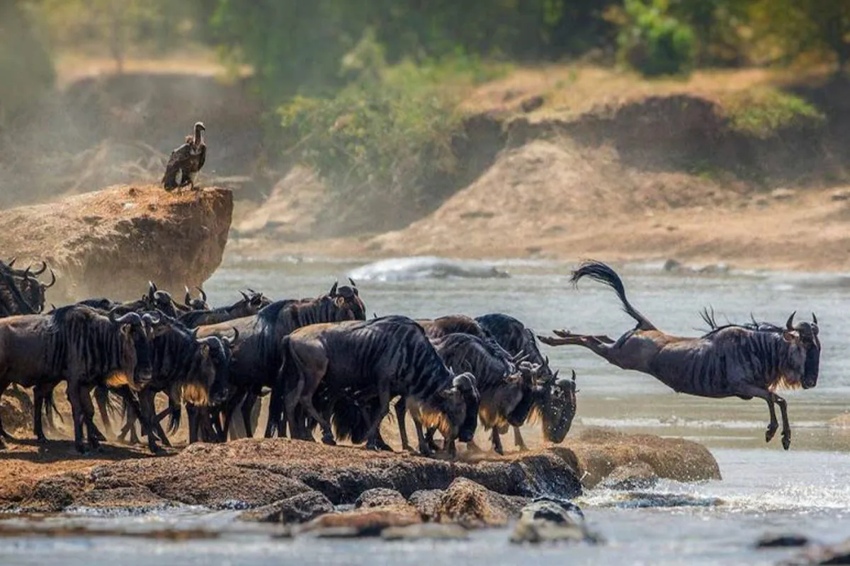 4 Days Budget Migration Safari Tanzania