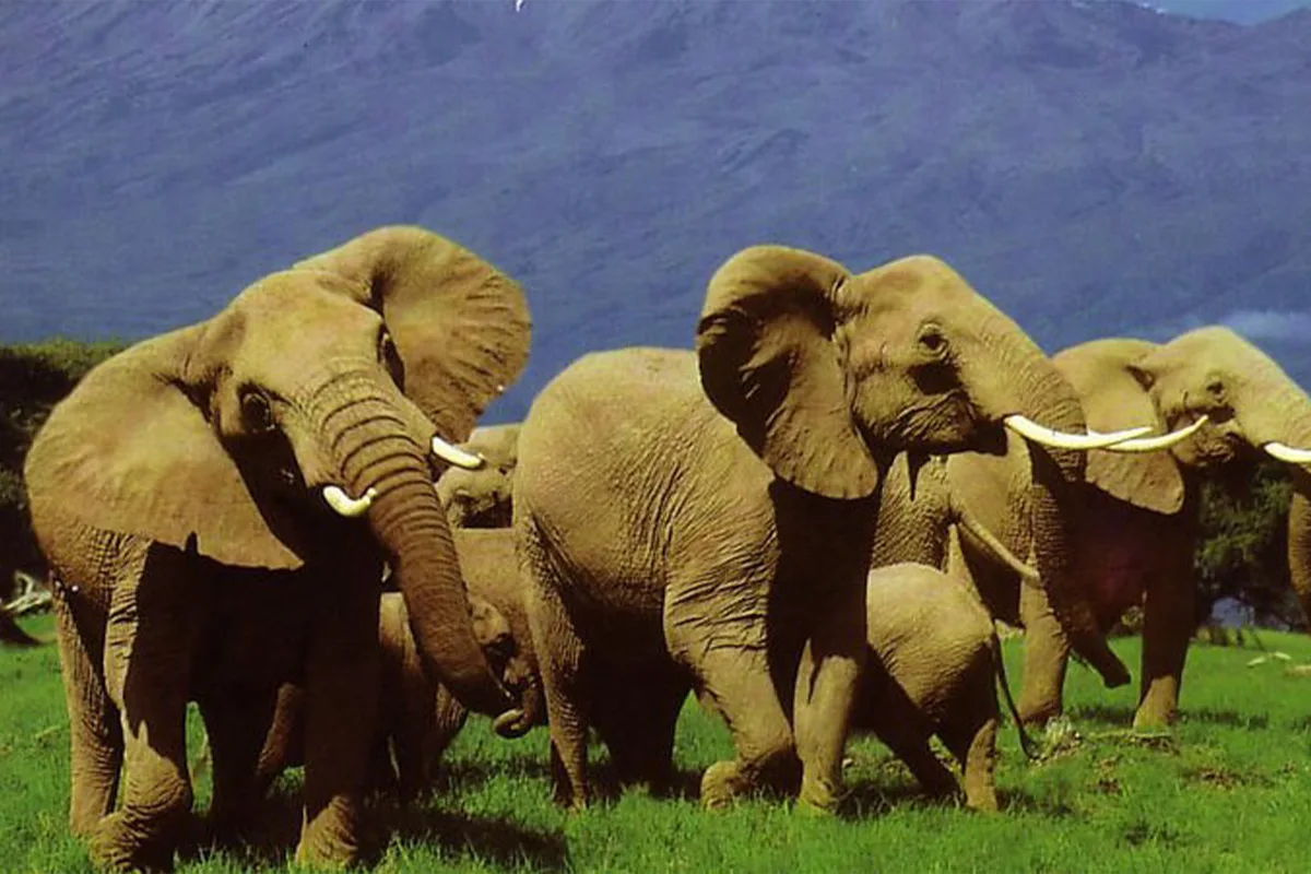 Budget Serengeti & Ngorongoro Safari Hero
