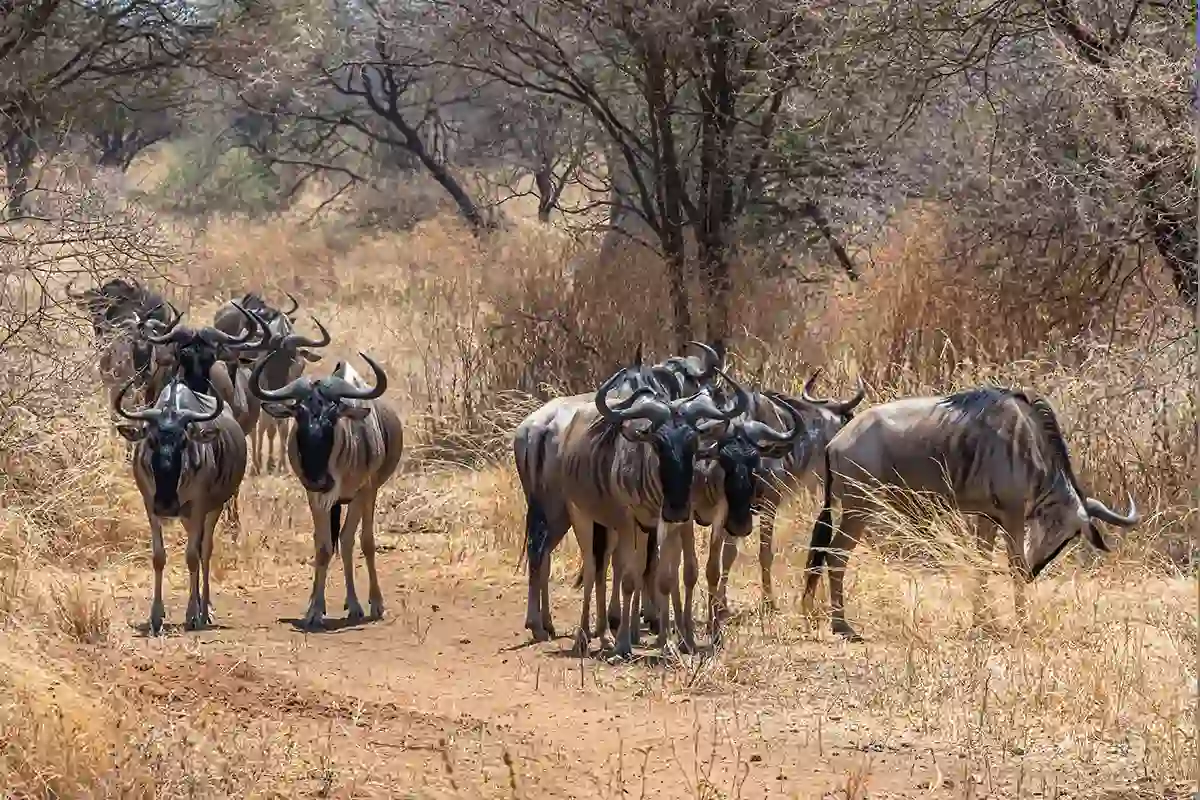 Budget Tarangire Manyara Ngorongoro Crater Group Safari Hero