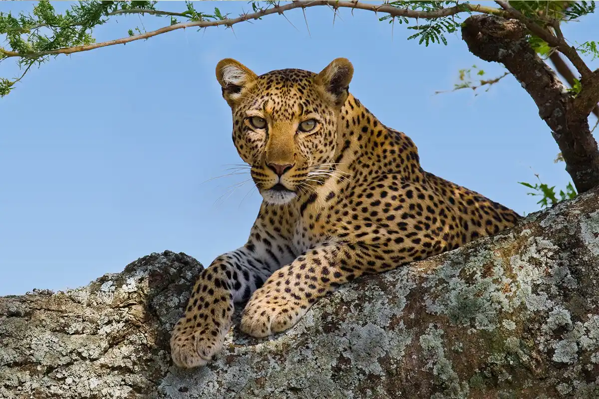 Budget Tarangire & Manyara Safari Hero