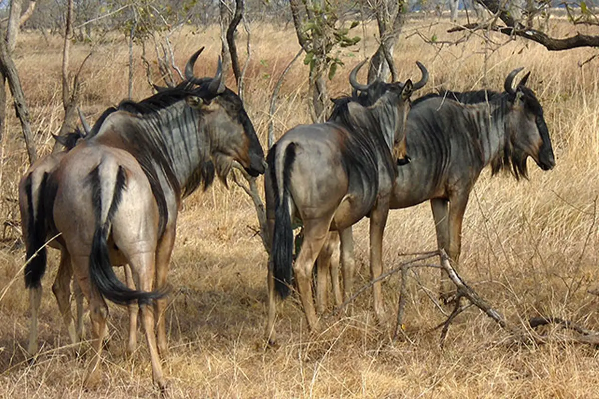 Budget Wildlife Adventure Safari Hero