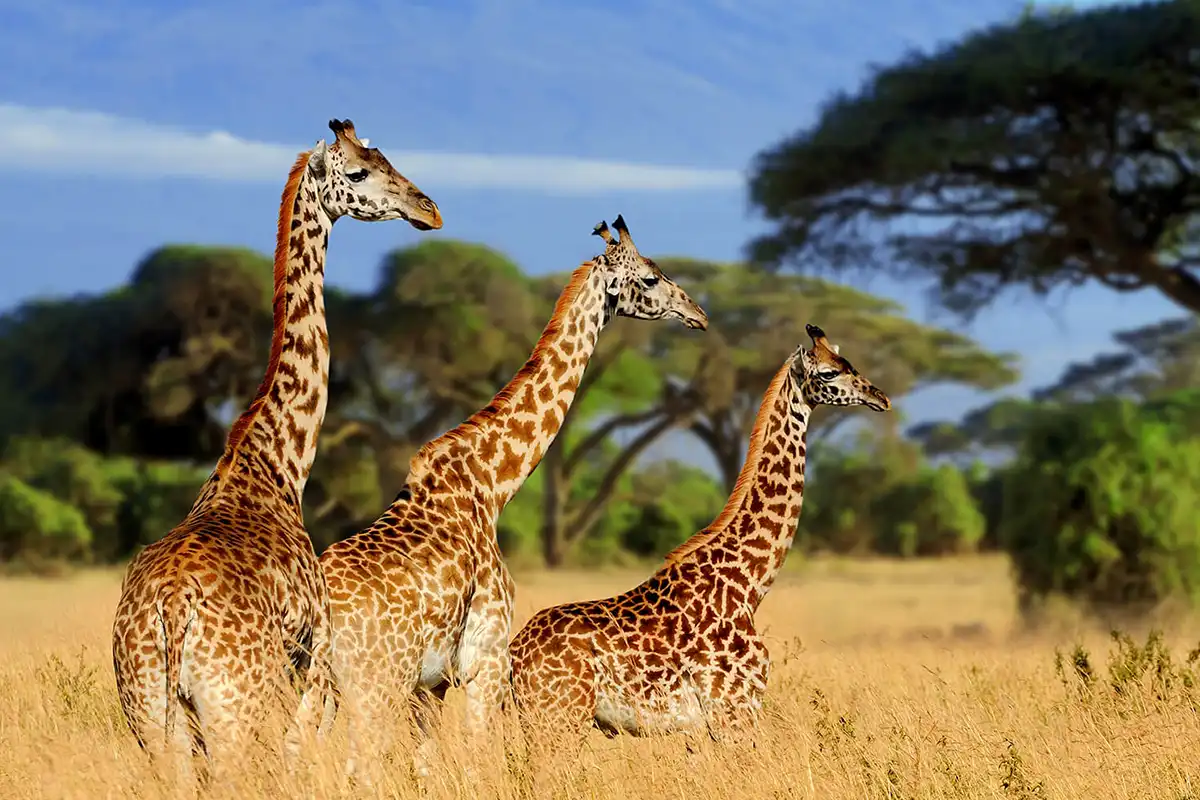 Family Ngorongoro & Manyara Safari Hero