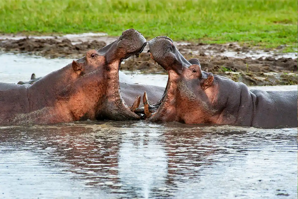 Family Safari from Moshi - Tanzania Family Adventure