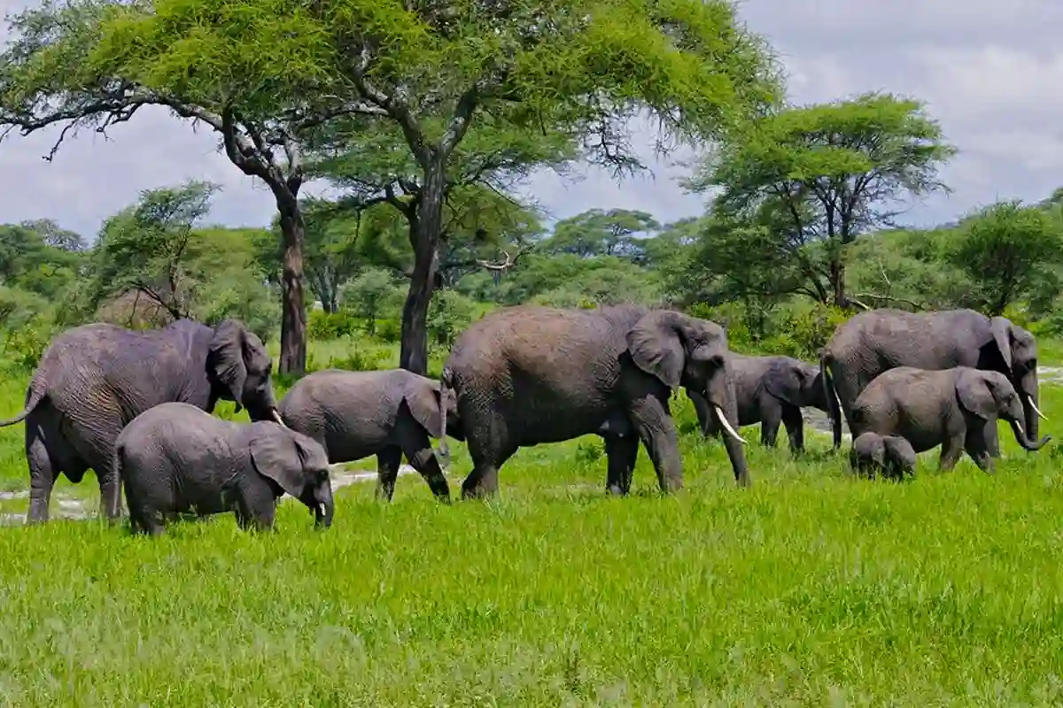Family Safari Northern Circuit Hero