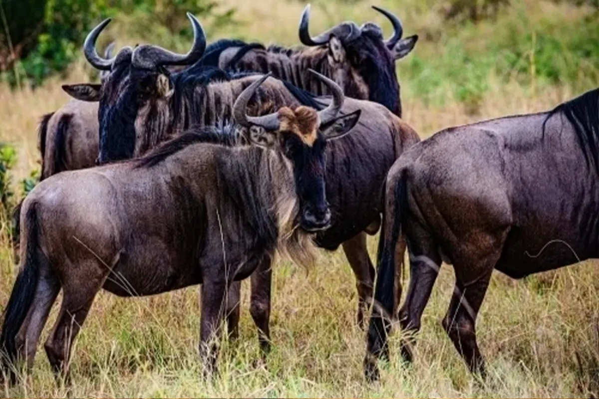 4 Days Great Migration Joining Safari - Wildebeest crossing river in Serengeti