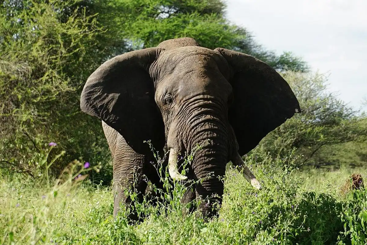 4-Day Group Joining Safari Tanzania