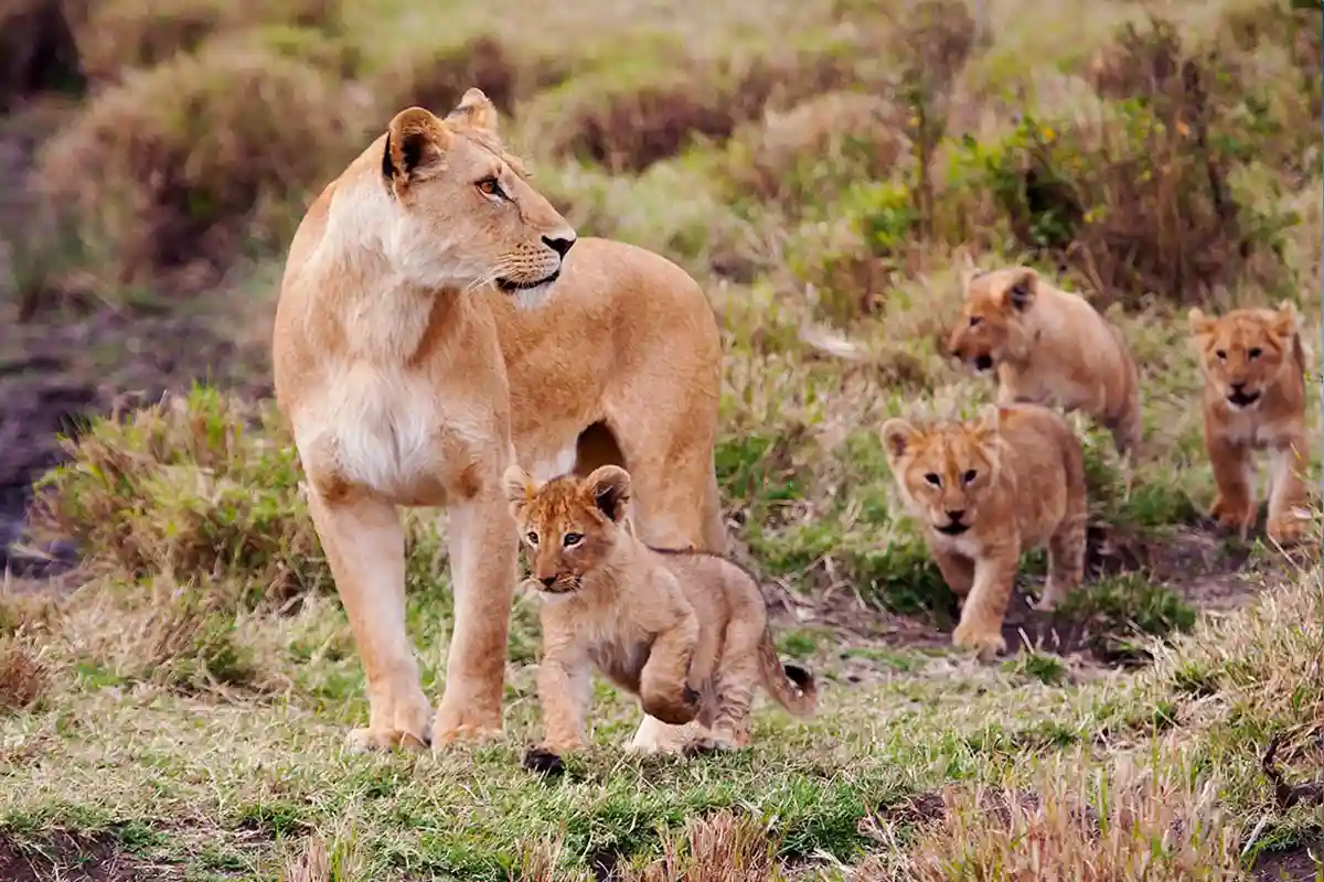 Honeymoon Safari Serengeti & Ngorongoro Hero