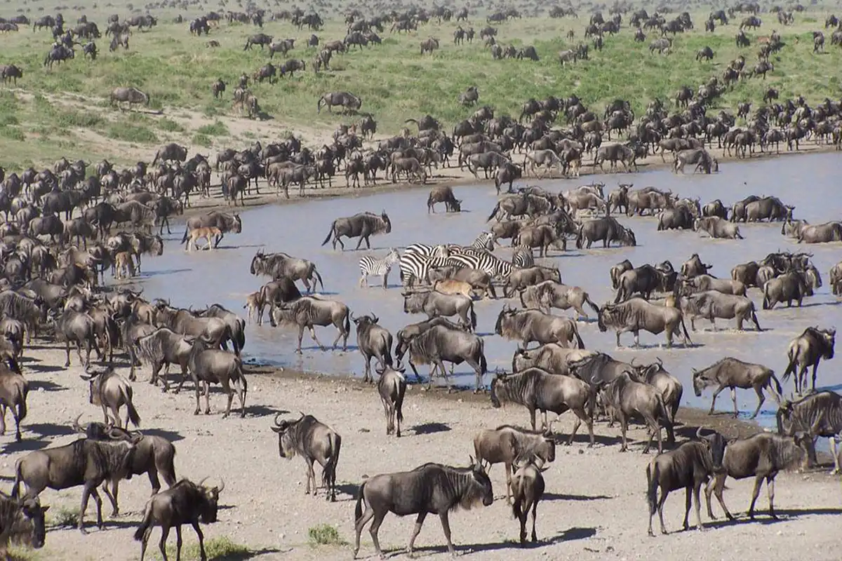 July to October Wildebeest Migration Safari Peak Season Hero
