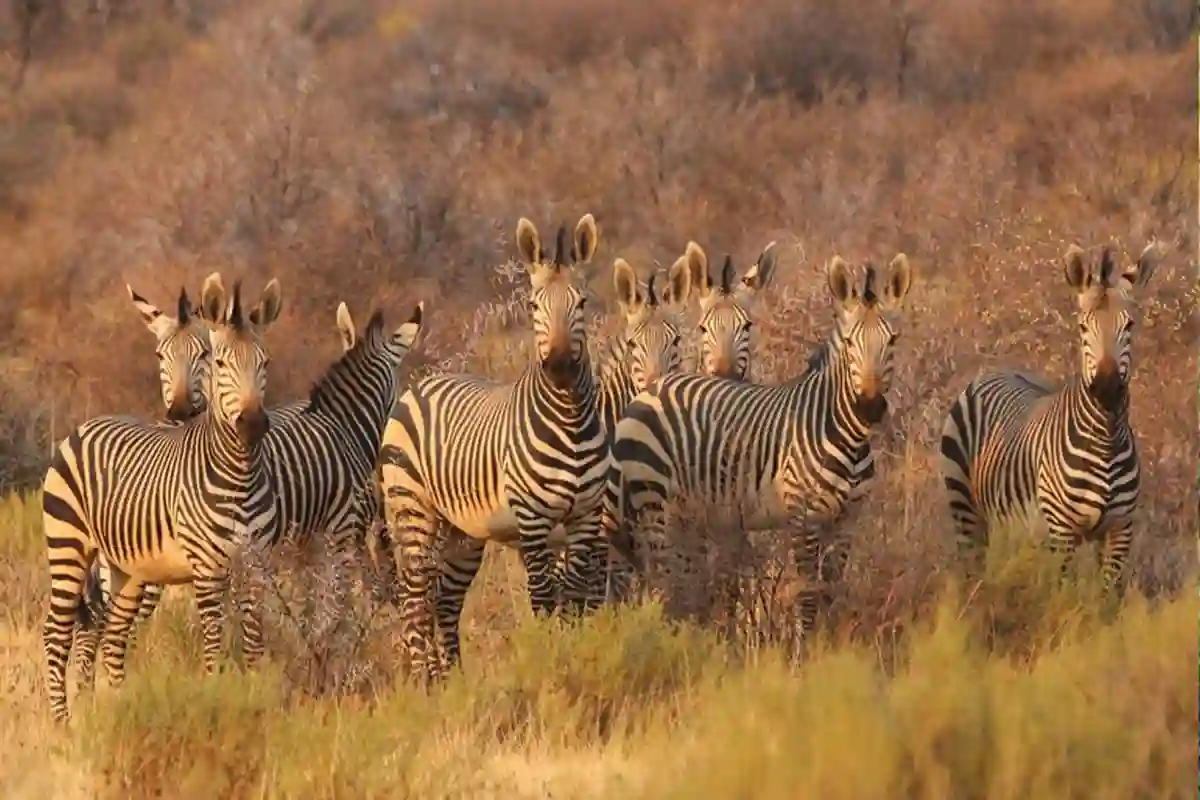 Kilimanjaro & Lake Manyara Safari