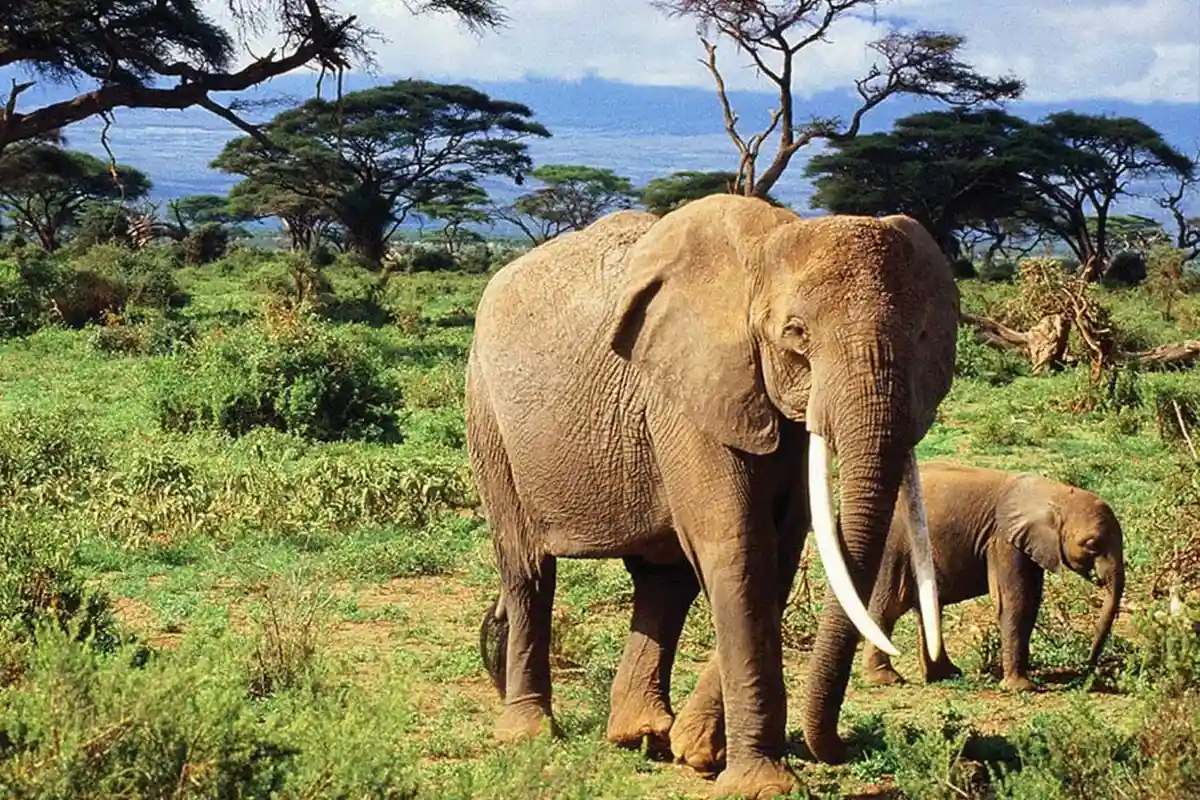Tanzania Lodge Safari Adventure Hero