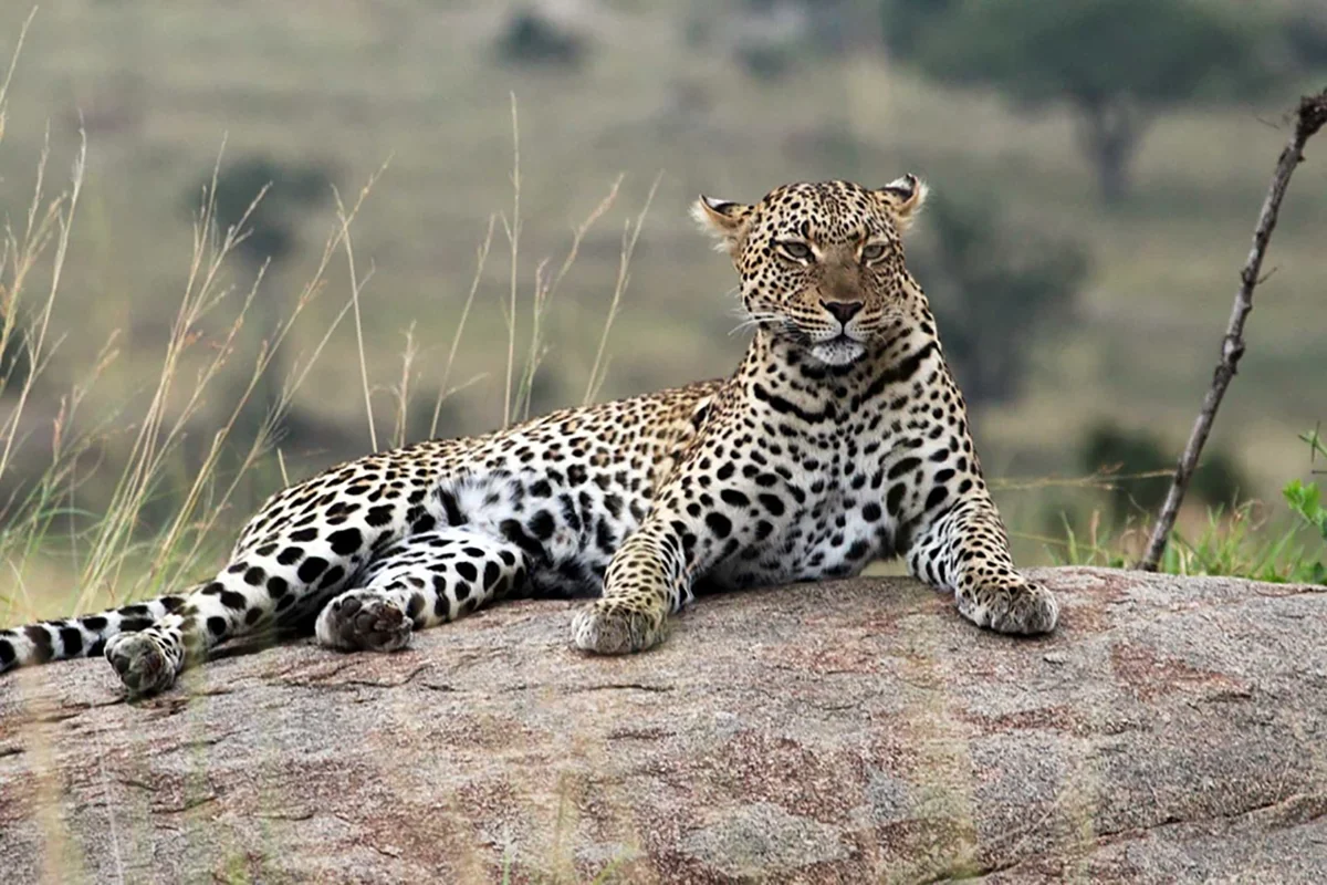 Luxury Safari from Arusha Town Hero