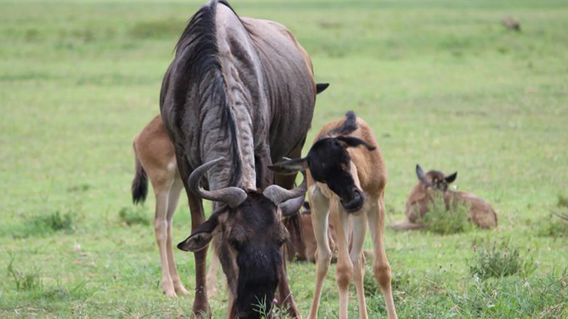 4 Days Luxury Wildebeest Calving Safari Tanzania Hero