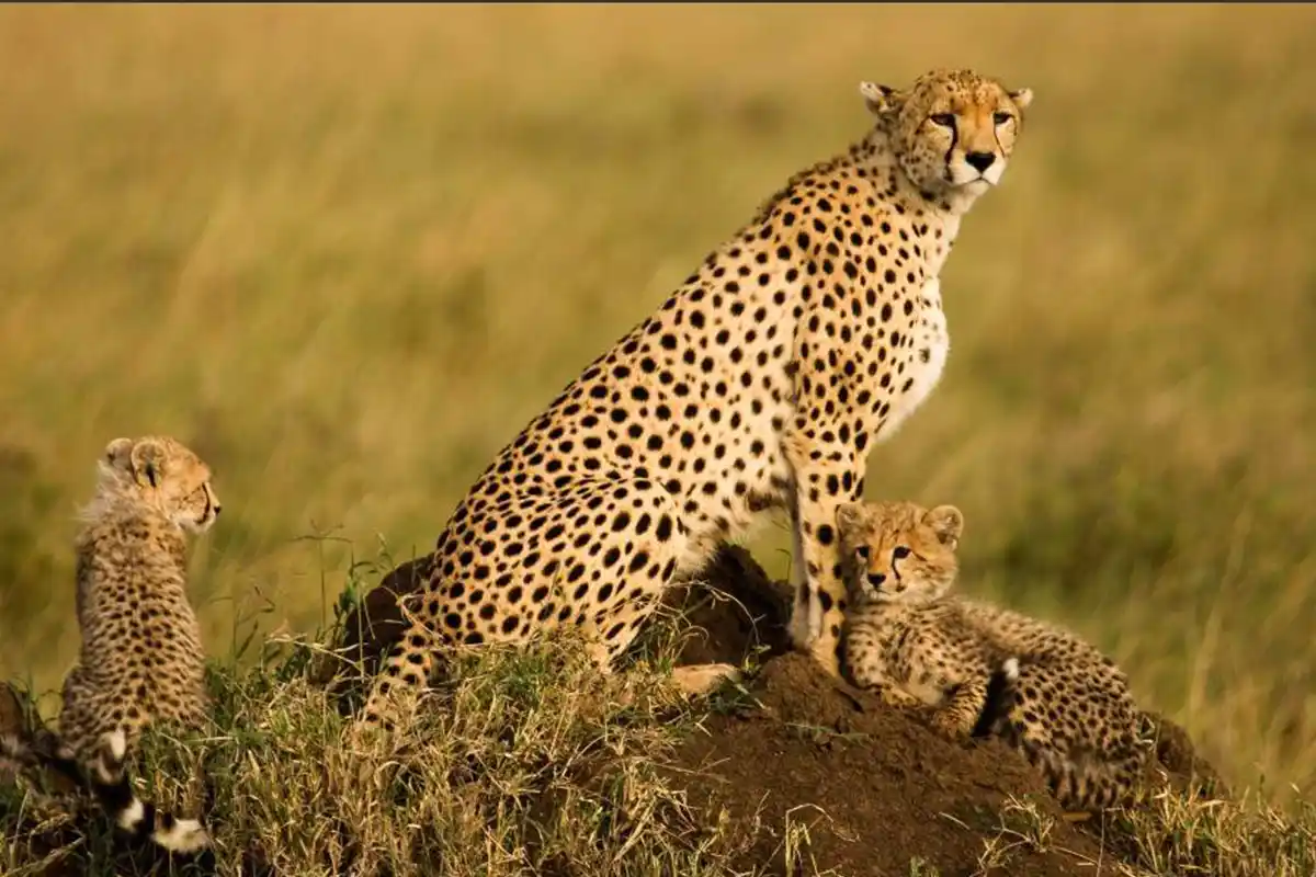 Arusha NP, Lake Eyasi & Serengeti Safari Hero