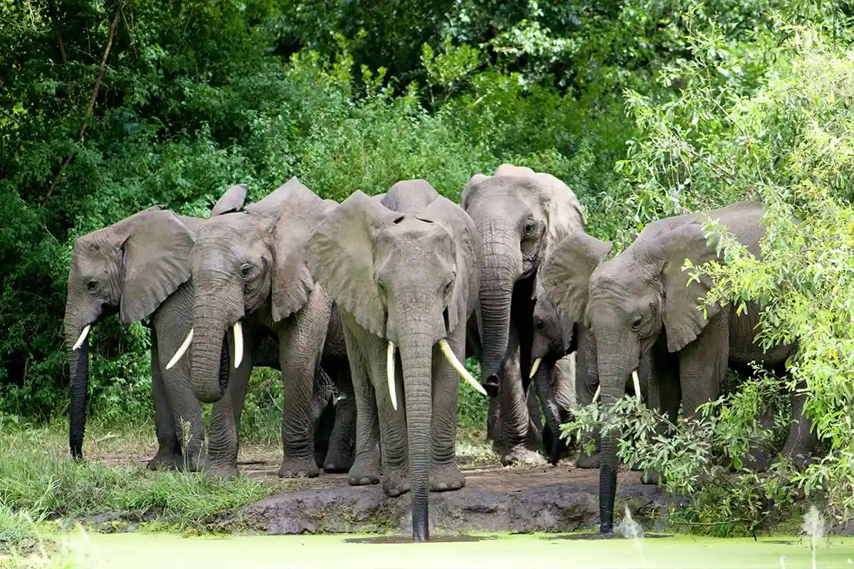 Lake Manyara, Serengeti & Ngorongoro Safari Hero
