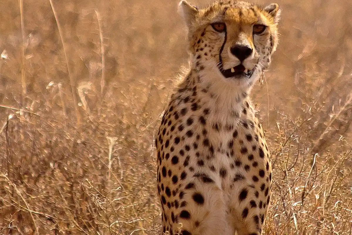 4 Days Mid-Range Serengeti Lodge Safari - 4 Day Tanzania Lodge Safari 2026