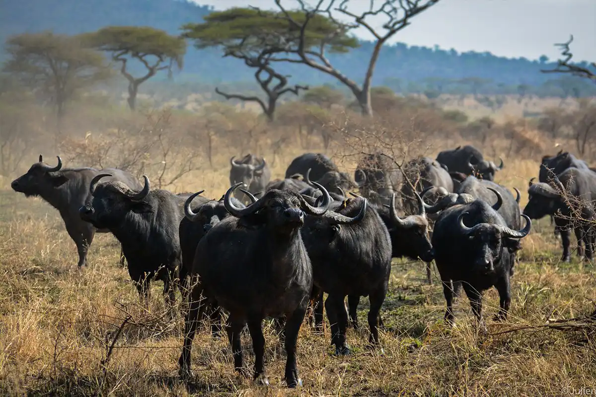 Mid-Range Tarangire & Manyara Safari Hero