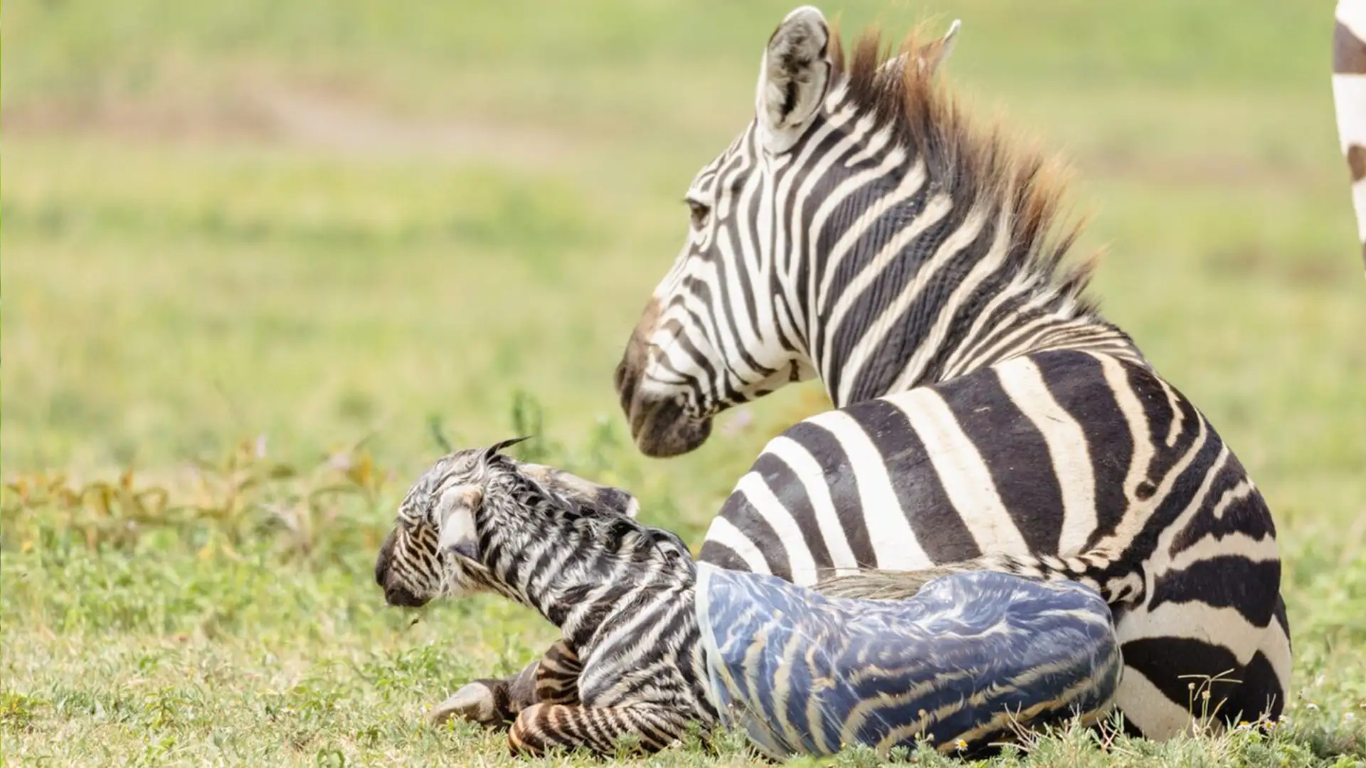 4 Days Ndutu Calving Safari January to March Tanzania Hero