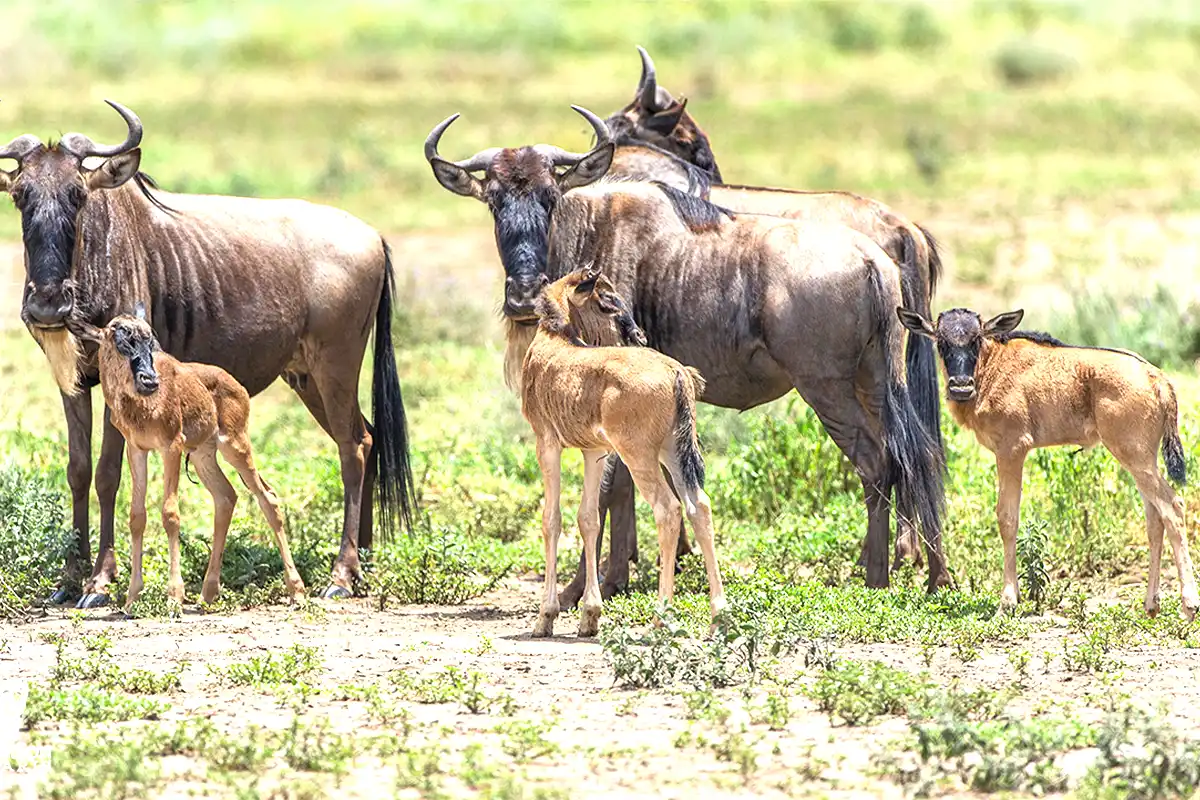 Ndutu Migration Safari for Family - Witness Wildebeest Migration with Kids